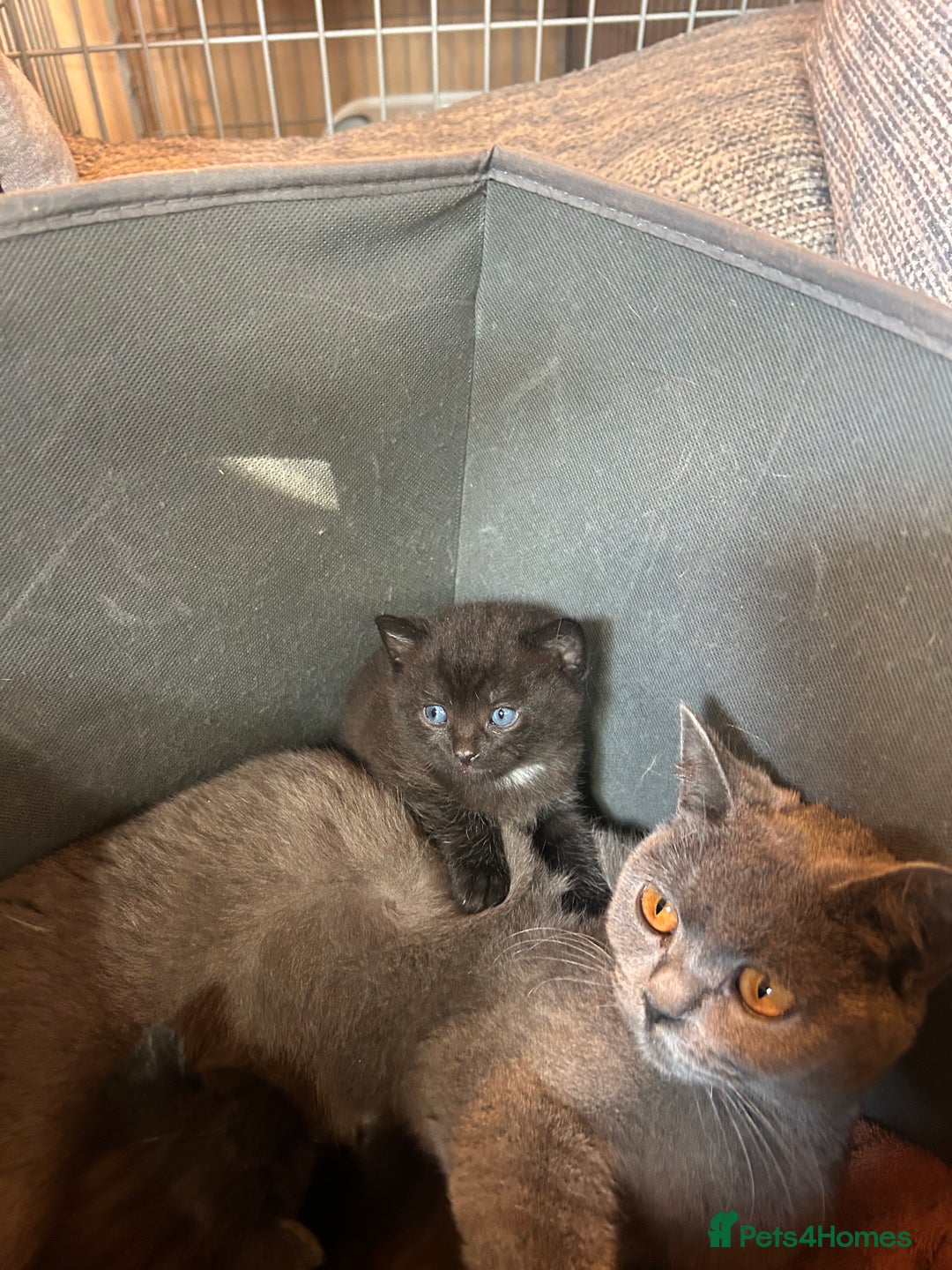 British Shorthair cats for sale: Beautiful male - Image 3