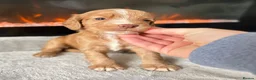 Cocker Spaniel dogs for sale: 🤍 Cocker spaniel puppies 🤍 - Advert 9