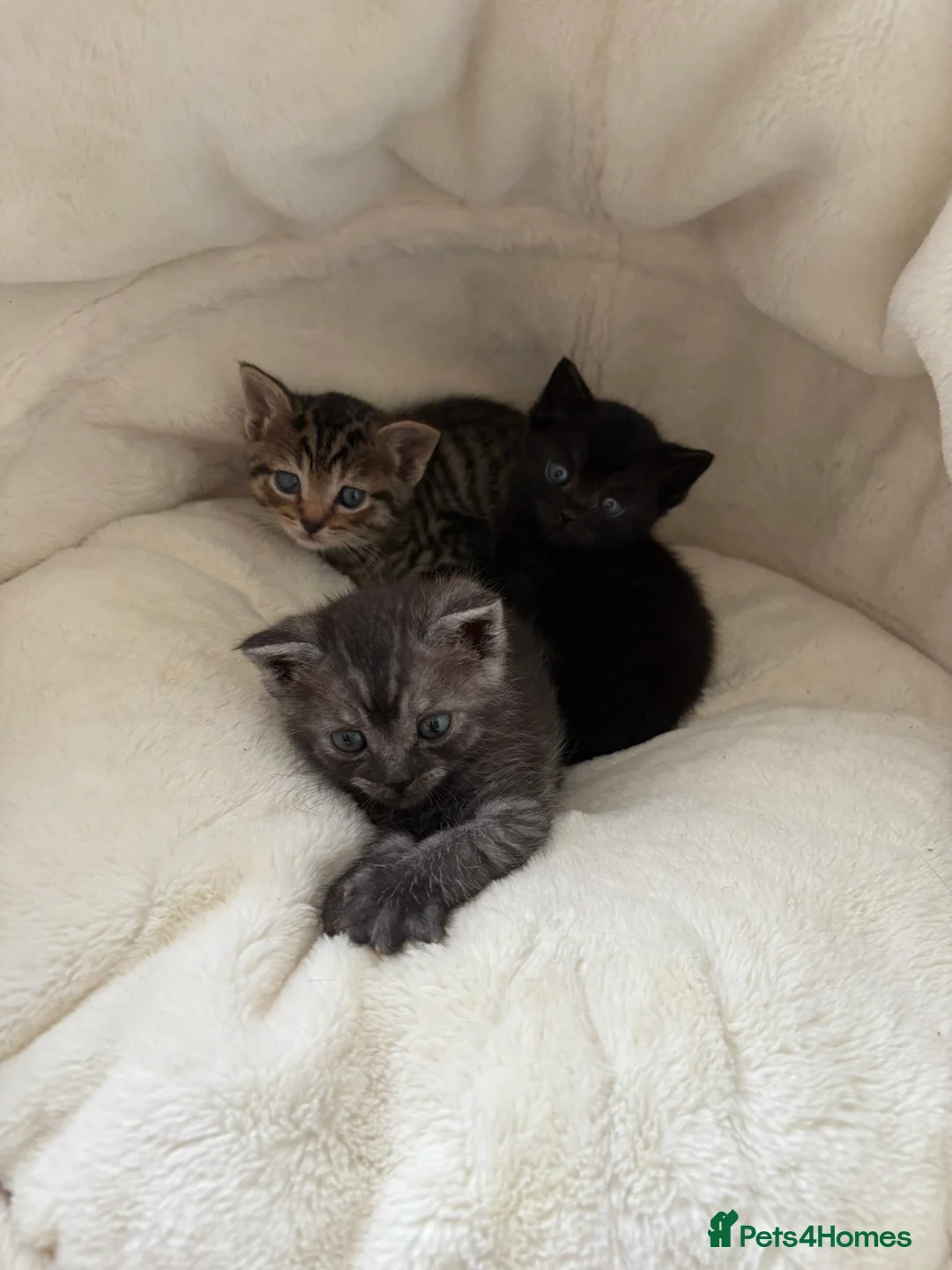 British Shorthair cats for sale: 3 MALES - British Shorthair/Bengal Tabby Kittens - Advert 1