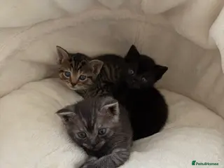 British Shorthair cats British Shorthair/Bengal Tabby Kittens - Advert 6
