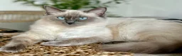 Ragdoll cats for sale: Stunning Ragdoll kittens  in Sheffield - Advert 1