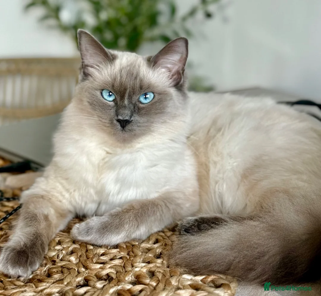 Ragdoll cats for sale: Stunning Ragdoll kittens  in Sheffield - Advert 1
