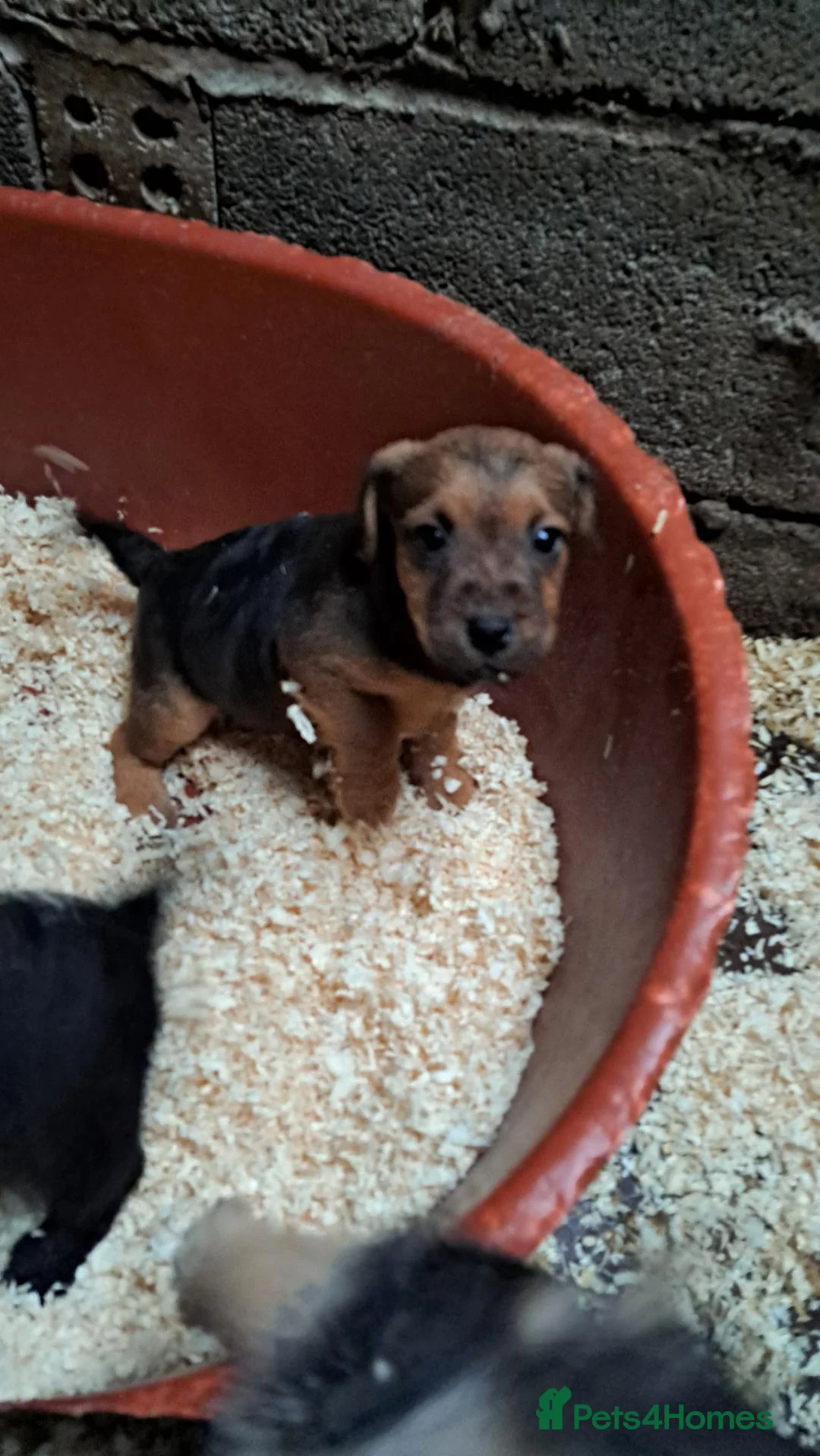 Patterdale Terrier dogs for sale: Patterdale puppies in Llandysul - Advert 2