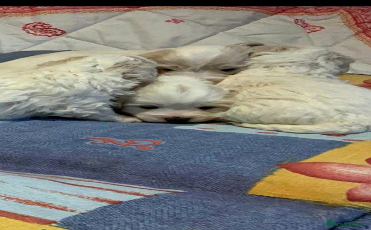 Maltese dogs - Advert 2