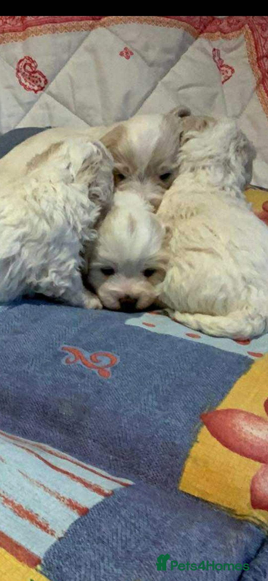 Maltese dogs for sale: Bishon Maltese  - Image 1