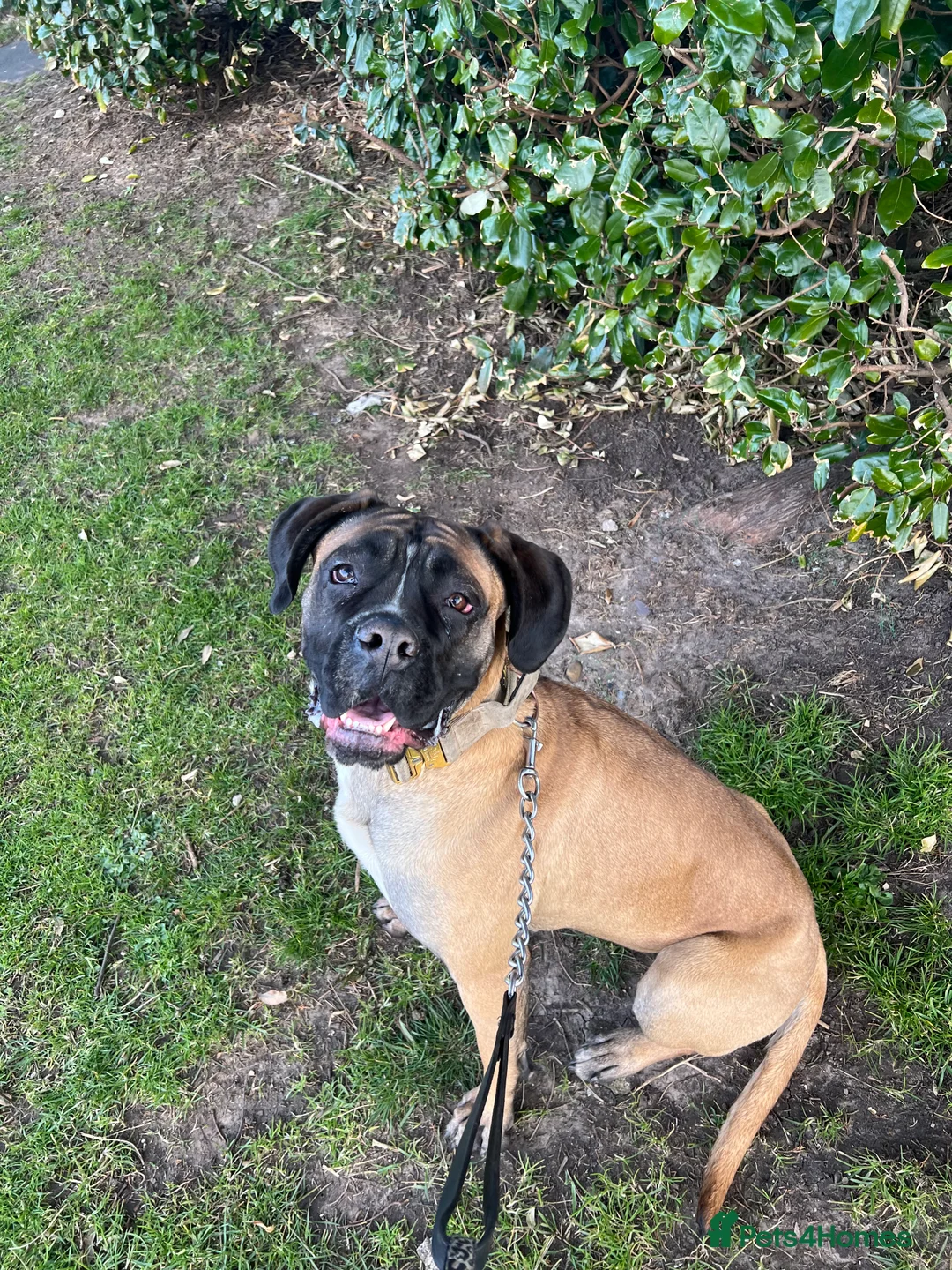 Mixed Breed dogs for sale: loving girl needing forever home  - Advert 6