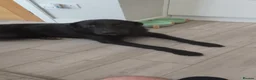 Mixed Breed dogs for sale: Black lab mix in Rainham - Advert 3