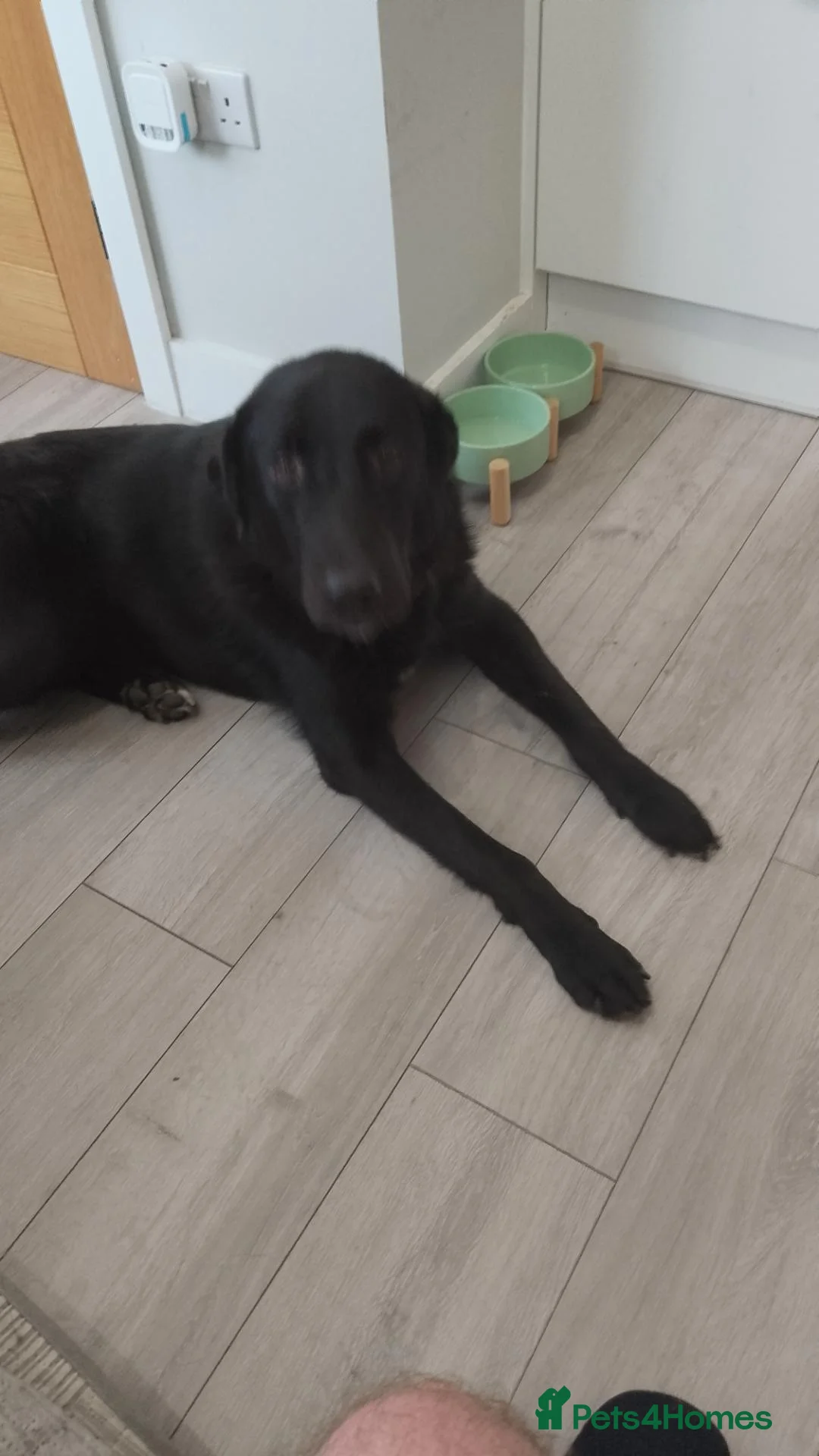 Mixed Breed dogs for sale: Black lab mix in Rainham - Advert 3