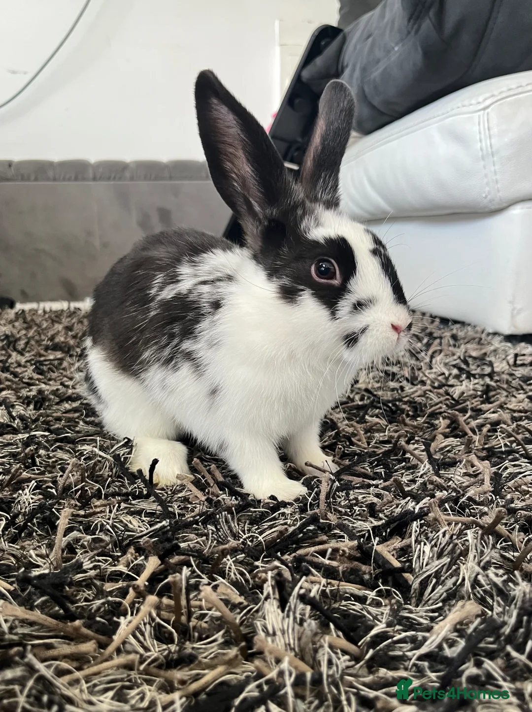 Mixed Breed rabbits for sale: Bunny in London - Advert 2
