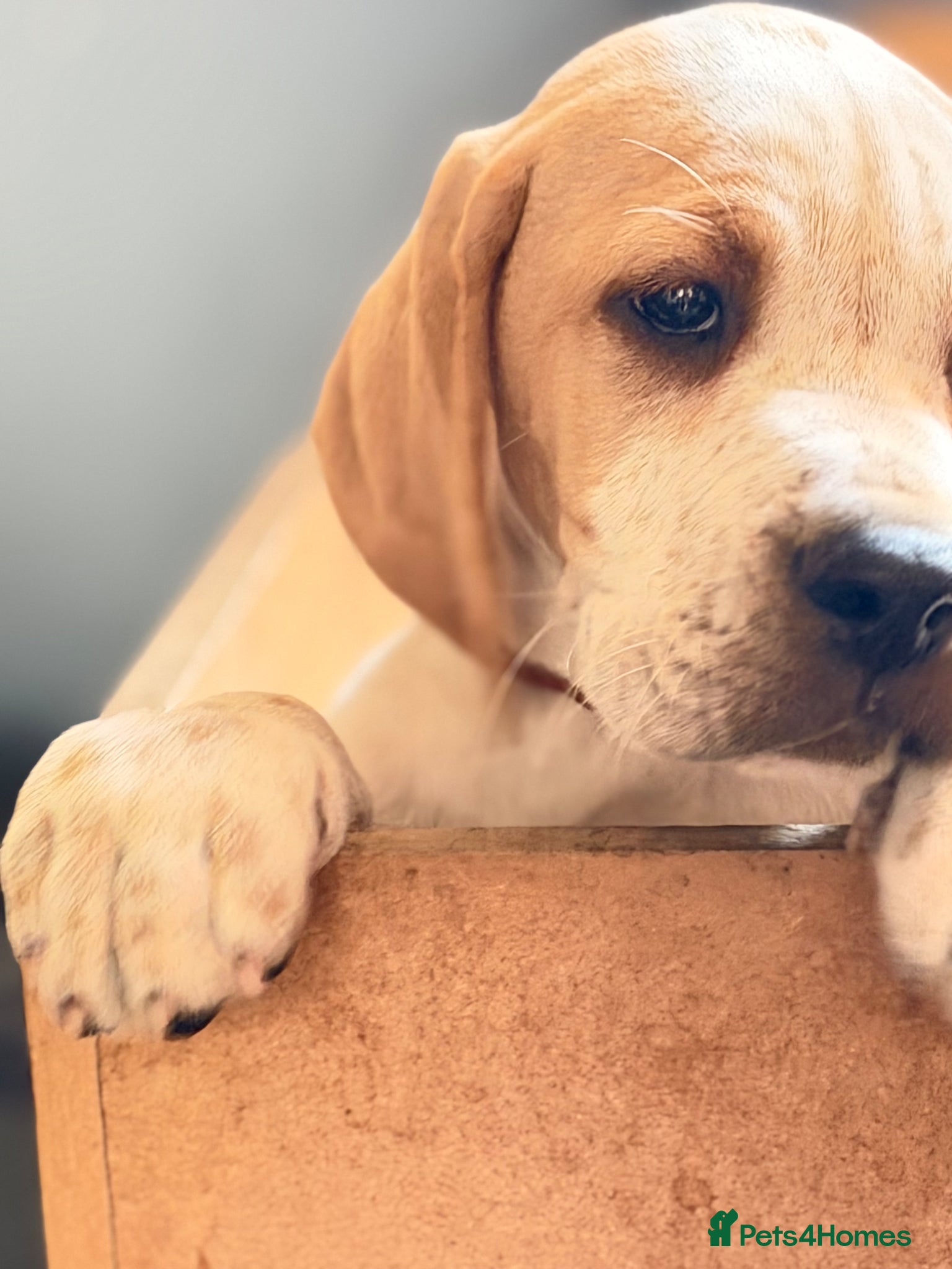 Pointer dogs Stunning Pedigree Pointer pups-will steal hearts - Advert 2