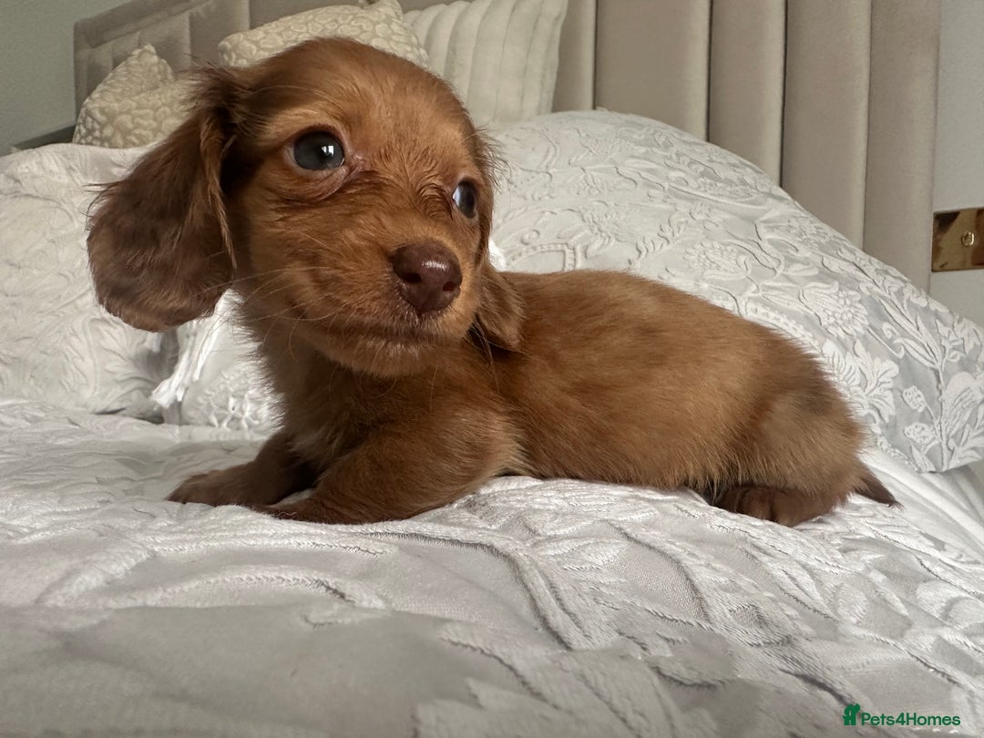 Miniature Dachshund dogs for sale: 🐾Mini long haired dachshunds🐾 - Advert 9