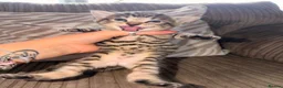 Bengal cats for sale: Bengal x BSH kitten  in Wigan - Advert 3