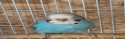 Budgerigars birds for sale: Beautiful hen.  - Advert 2