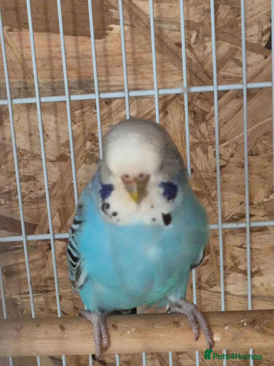 Budgerigars birds for sale: Beautiful hen.  - Advert 2