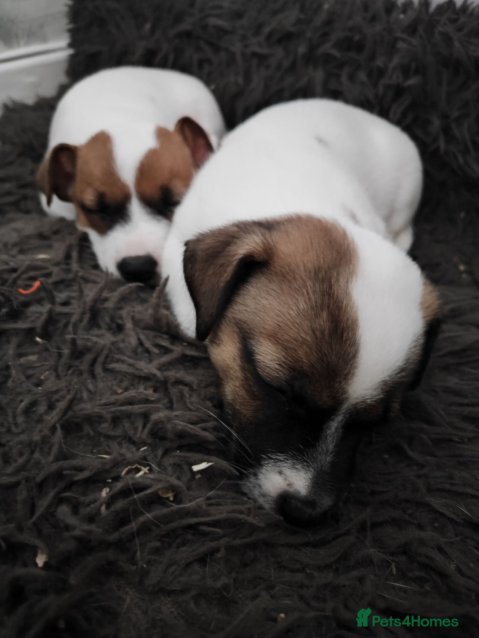 Jack Russell dogs Jack Russell puppies  - Advert 13