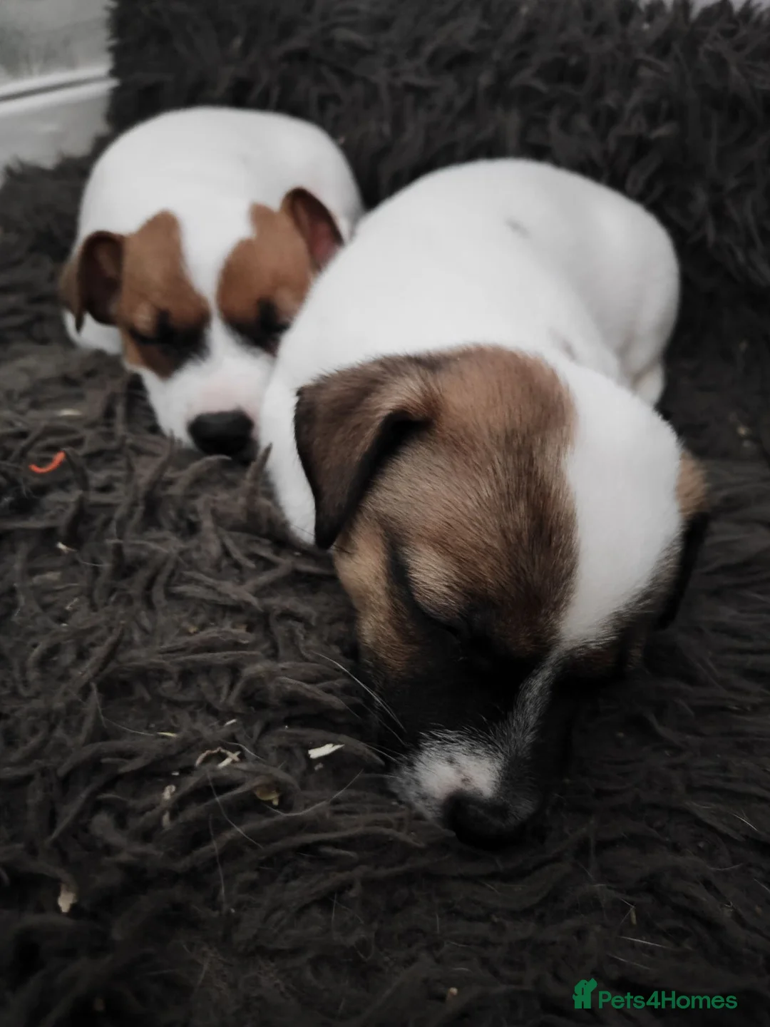Jack Russell dogs for sale: Jack Russell puppies  in Chatham - Advert 2