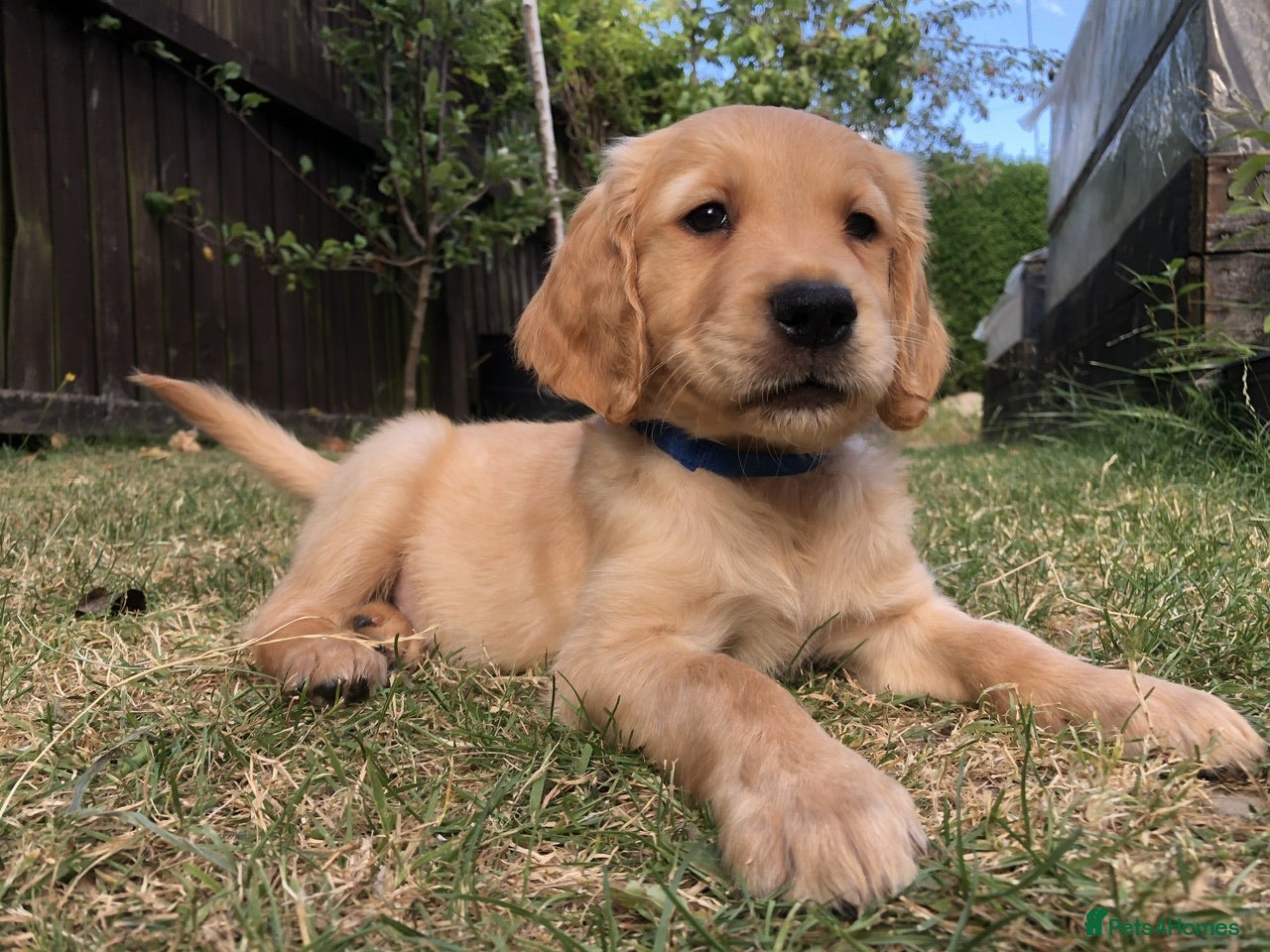 Golden Retriever dogs KC Dark Red Golden Retrievers 100% DNA Health Test - Advert 2