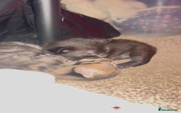 British Shorthair cats for sale: Two female kittens - Image 3