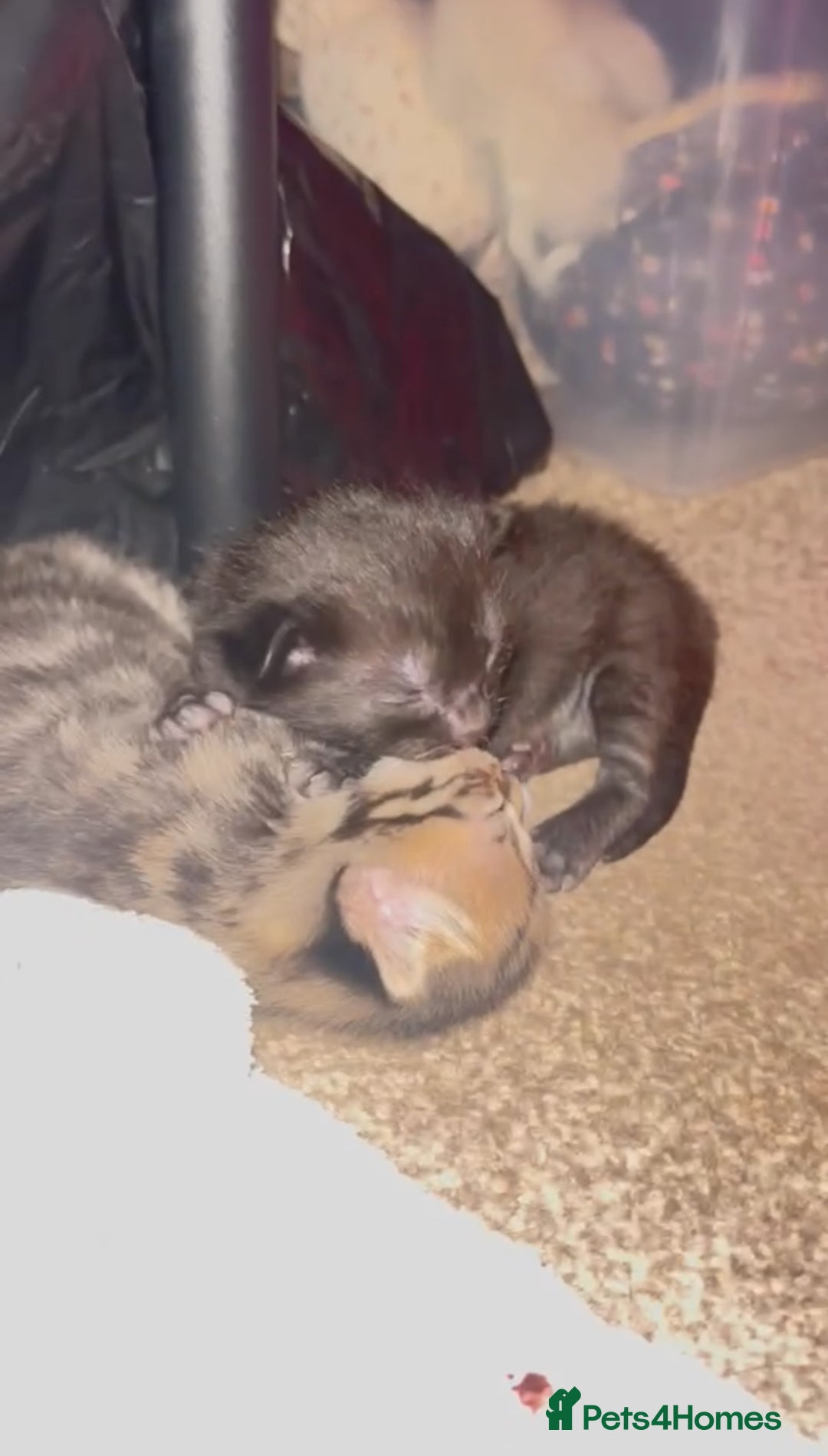 British Shorthair cats for sale: Two female kittens - Image 3
