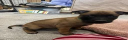 Belgian Shepherd Dog dogs for sale: Belgium Malinios Pups for sale  - Advert 3