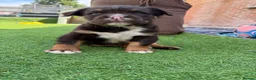 Olde English Bulldogge dogs for sale: EXCEPTIONAL QUALITY FLUFFY OLDE ENGLISH BULLDOGS ✨ - Advert 9