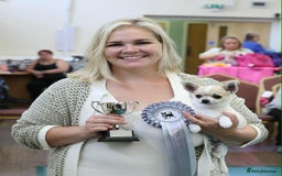 Chihuahua dogs for sale: *Parti Crufts Qualified Champion sired* in Cambridge - Image 6