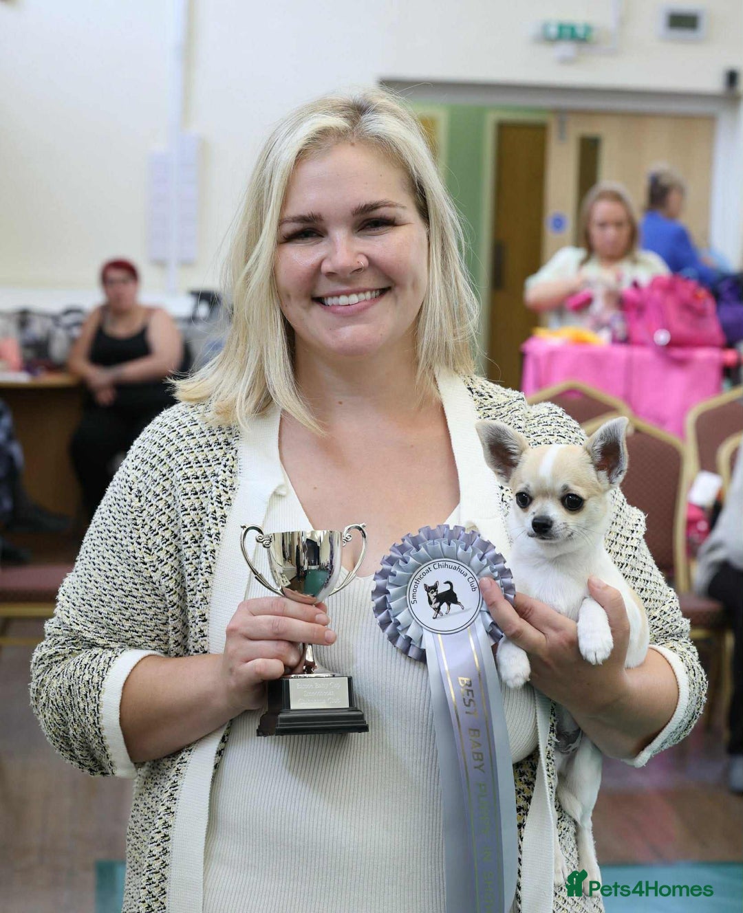 Chihuahua dogs for sale: *Parti Crufts Qualified Champion sired* in Cambridge - Image 6
