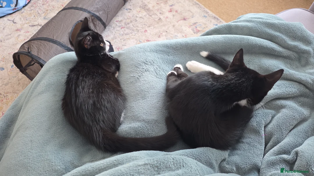 Domestic Shorthair cats for sale: Two domestic shorthair kittens, 5 months old. - Advert 16