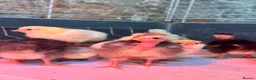 Chickens poultry for sale: Chicks Transylvanian/naked necks Polish pekin - Advert 5
