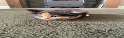 Mixed Breed cats for sale: Beautiful kittens  - Advert 10