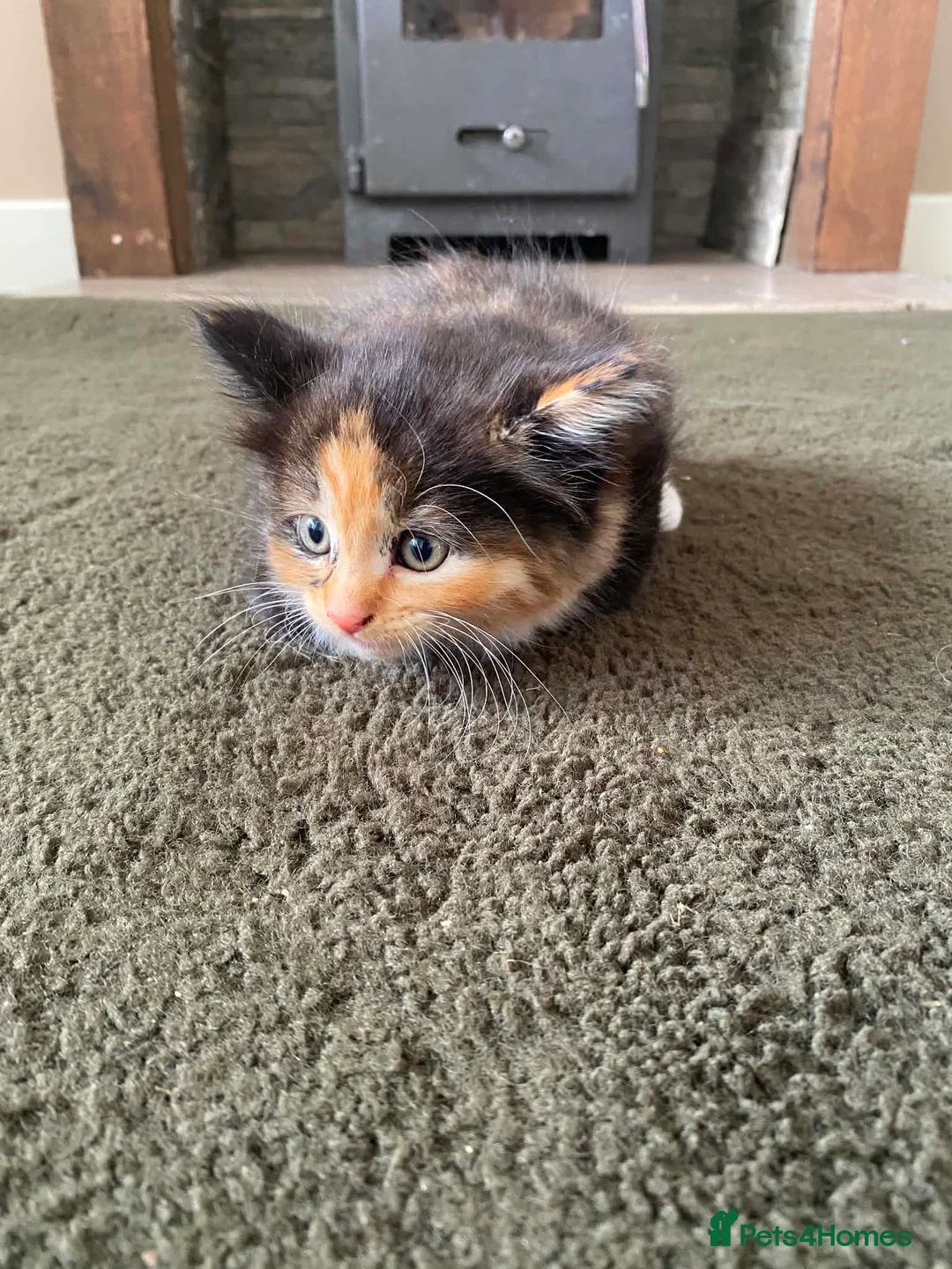 Mixed Breed cats for sale: Beautiful kittens  - Advert 10