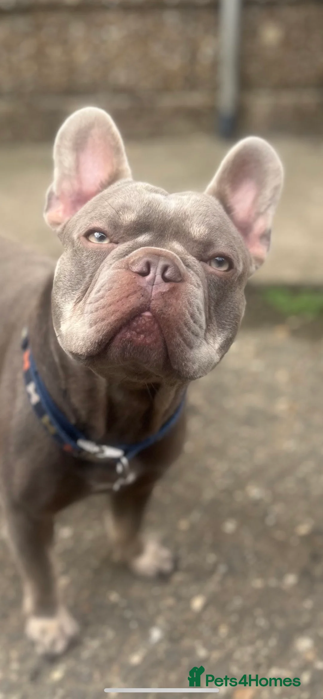 French Bulldog dogs for stud: Isabella and tan health tested french bulldog stud in Lincoln - Advert 2