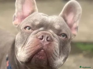 French Bulldog dogs Newshade and tan health tested French bulldog stud - Advert 14