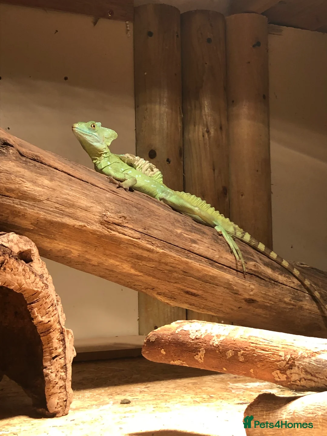 Lizard reptiles for sale: Green Basilisk  - Advert 1
