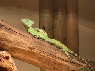 Lizard reptiles Green Basilisk - Advert 6