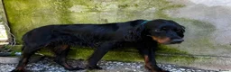 Gordon Setter dogs for adoption: Aillen - Advert 8