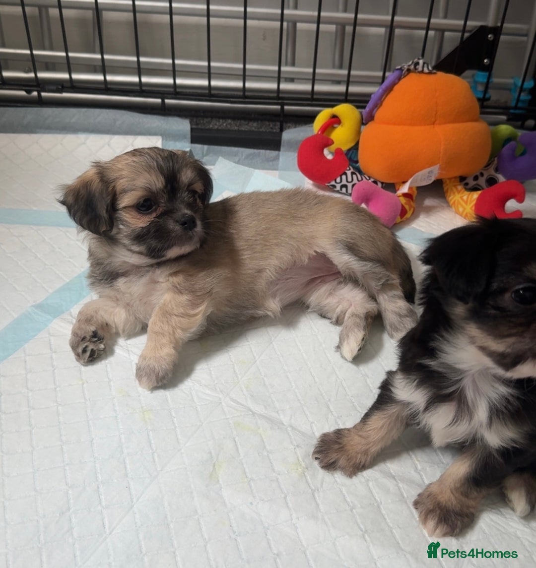 Mixed Breed dogs for sale: Tini Malchi puppies  - Image 28