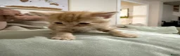 Mixed Breed cats for sale: KITTENS READY ON 10th MAY in Woodbridge - Advert 7