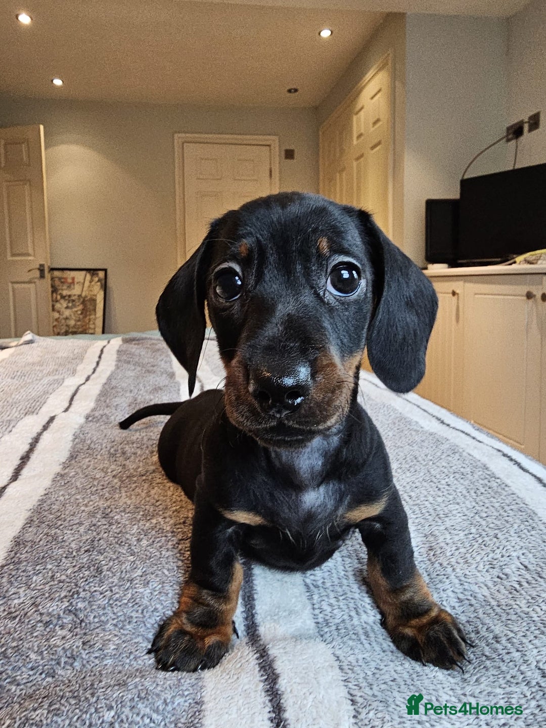 Dachshund dogs for sale: Gorgeous pure bred miniature dachshunds  - Image 9