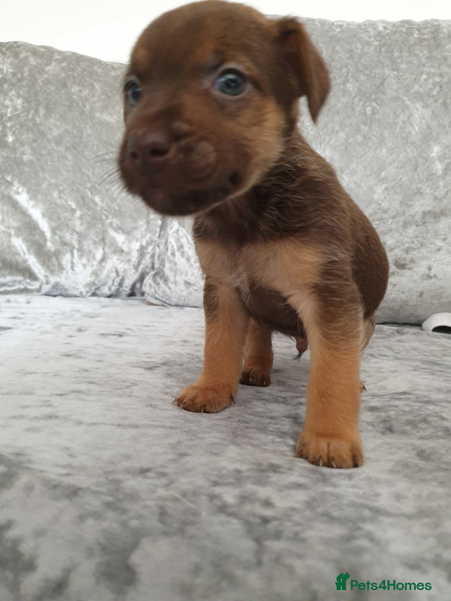 Patterdale Terrier dogs 1 sable patterdale terrier puppy - Advert 6