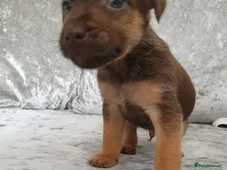 Patterdale Terrier dogs 1 sable patterdale terrier puppy - Advert 6