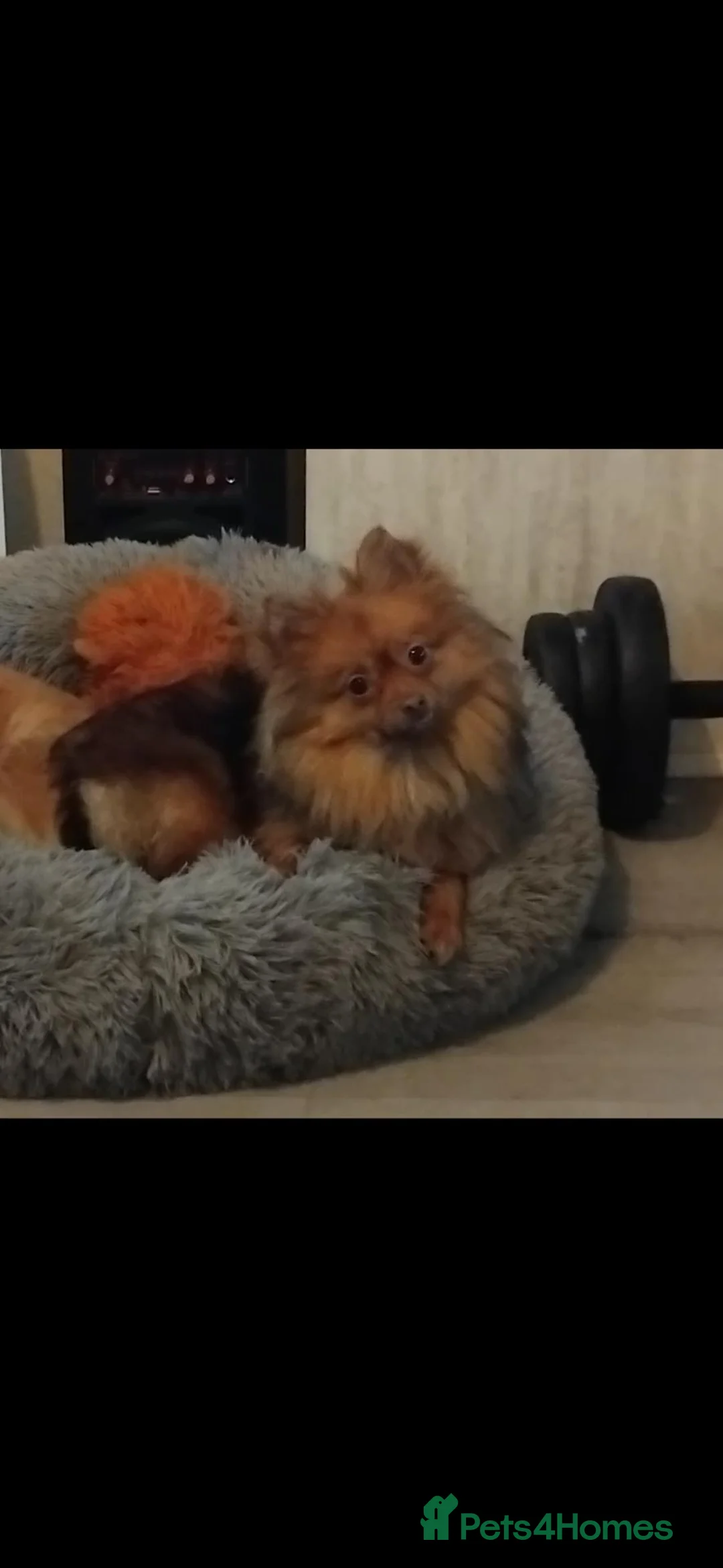 Pomeranian dogs for sale: Pomeranian - Advert 2