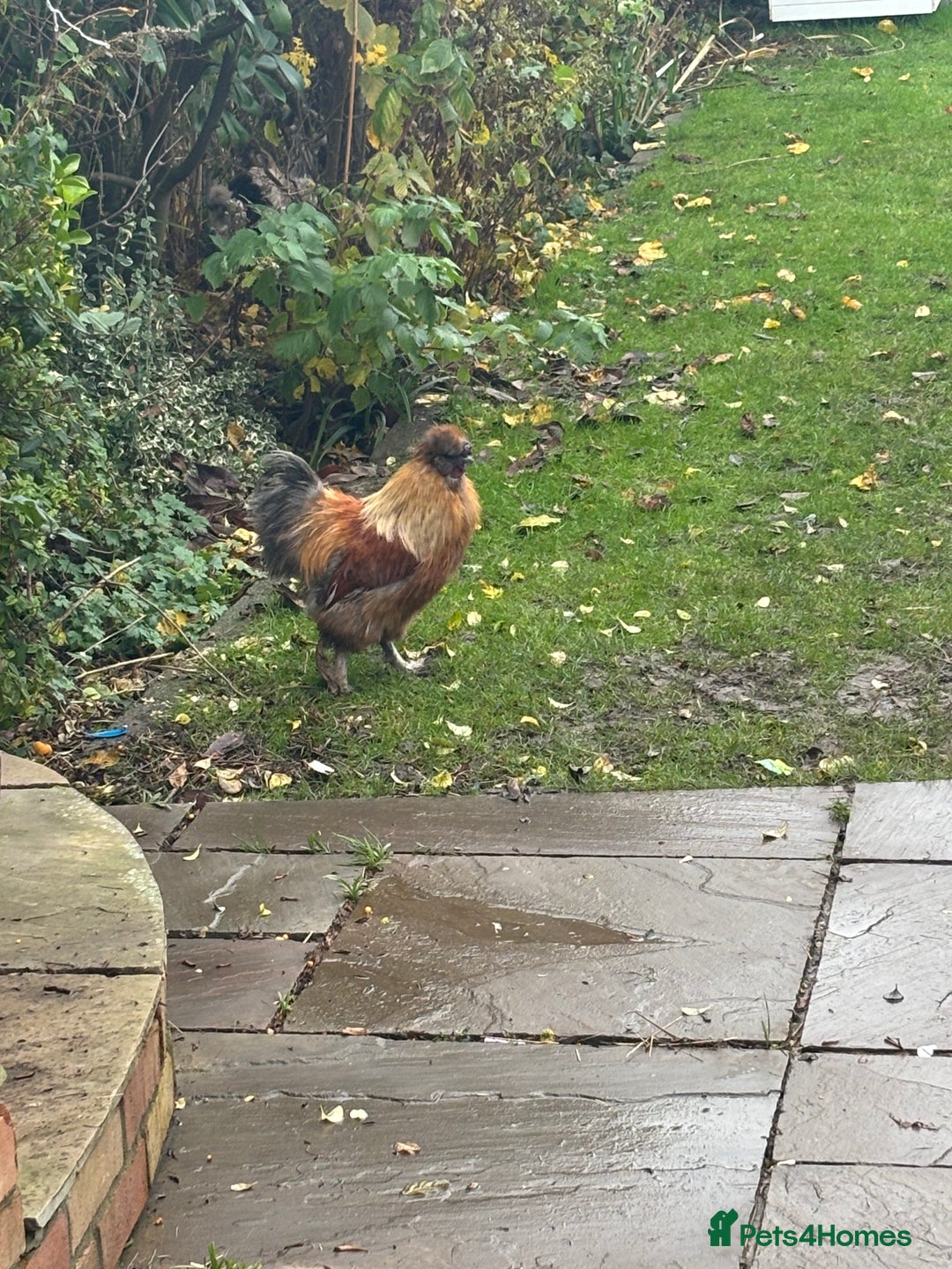 Chickens poultry for sale: Cockerel pure silkie breed - Advert 2