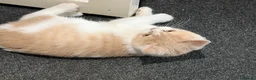 British Shorthair cats for sale: 3 Gorgeous TICA registered kittens  - Advert 10