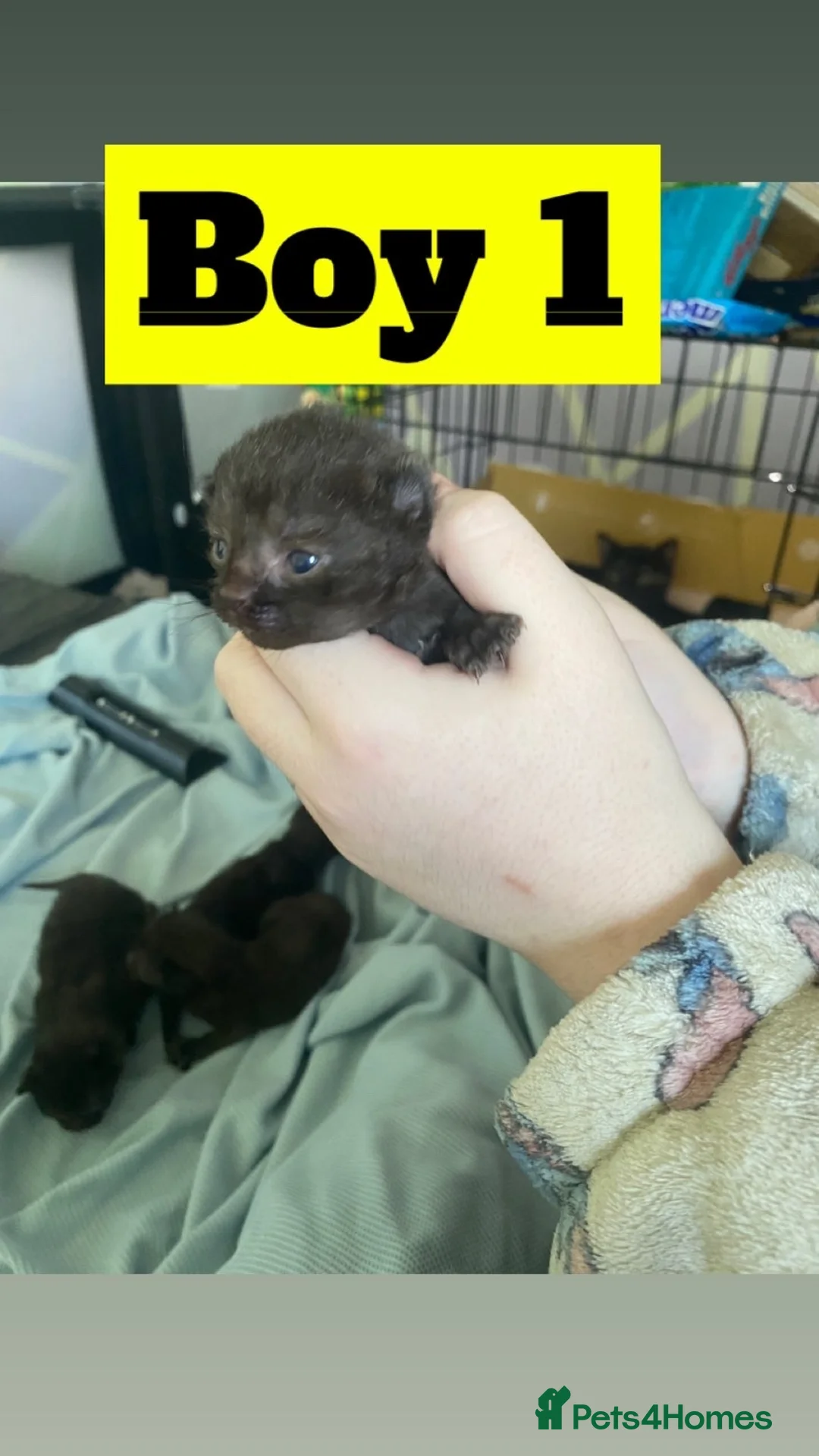 Mixed Breed cats for sale: 6 loving kittens looking for their forever home in Glasgow - Advert 8