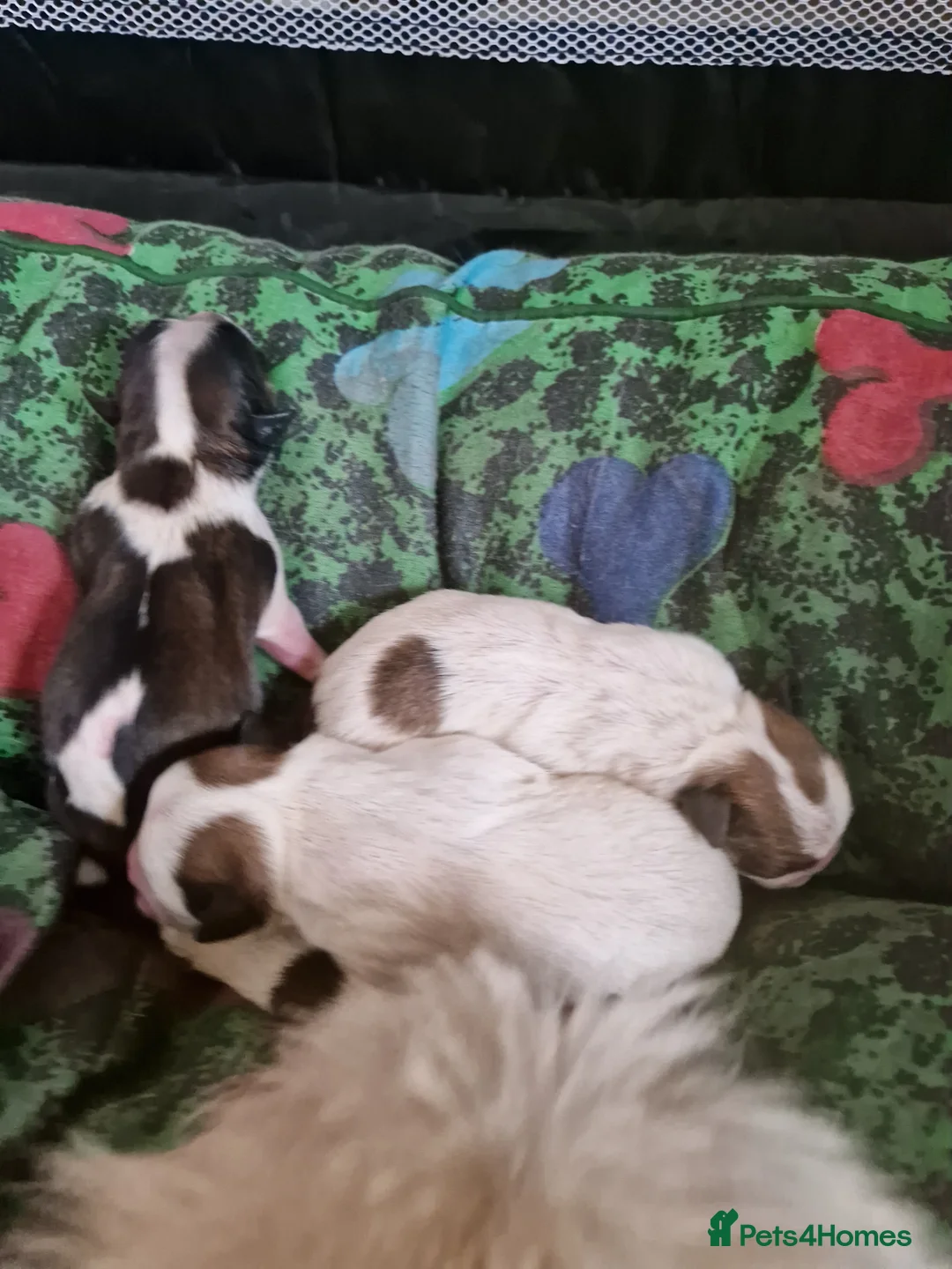 Shih Tzu dogs for sale: 2 male and female for sale  - Advert 2