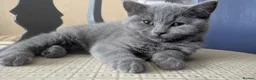 British Shorthair cats for sale: 1 girl available Parents Pedigree DAD x5 champion  - Advert 1