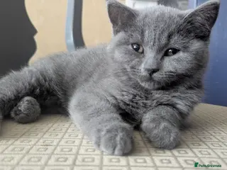 British Shorthair cats 1 girl available Parents Pedigree DAD x5 champion - Advert 12