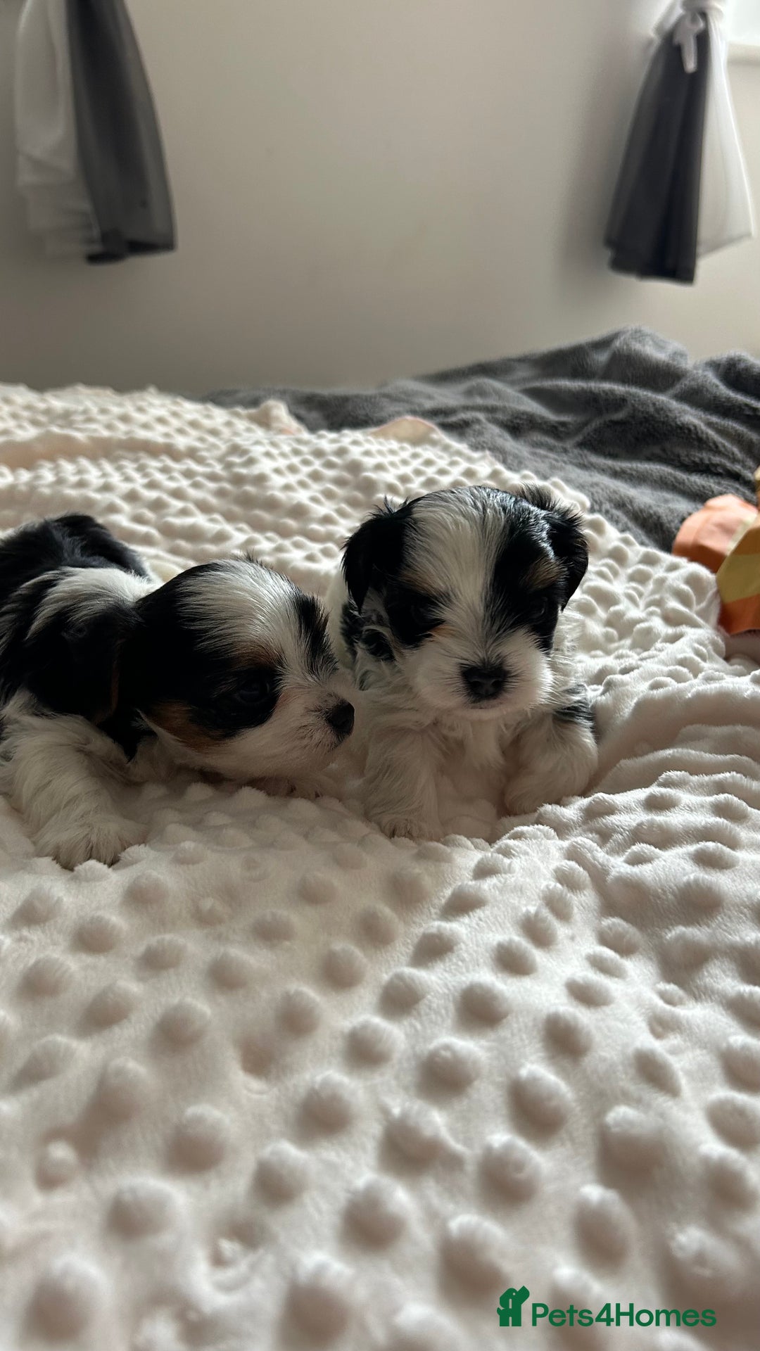Biewer Terrier dogs for sale: Biewer terrier male puppies for sale - Image 3