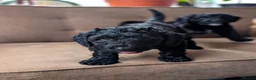 Labradoodle dogs for stud: 🌟Quality Australian Labradoodle-Proven 🌟 - Advert 7